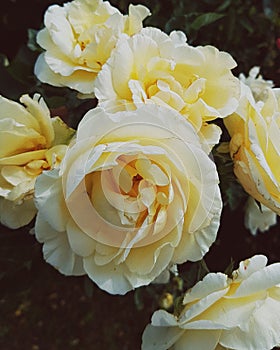 Yellow roses on a sunny day photo