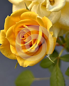 Yellow roses, the tone par excellence that means friendship.