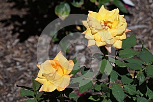 Yellow Roses on a warm summer day after a short rain