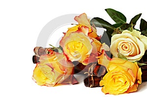 Yellow roses on white background