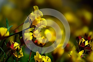 Yellow Ross Alpine Aven Wildflower Flower photo