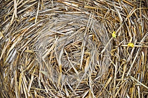 Yellow round bale of straw.