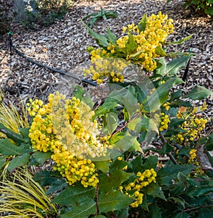 Yellow Round Blossoms