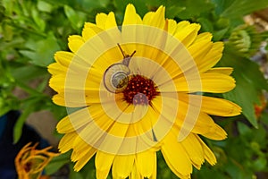 Yellow round flower with a matching small yellow snail . Horticultural show in Koblenz Germany . Beautiful pests in the garden on