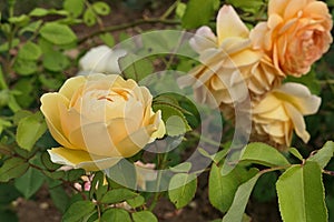 Yellow round shaped rose flower of hybrid Graham Thomas