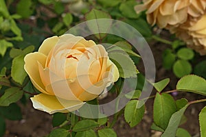 Yellow round shaped rose flower of hybrid Graham Thomas