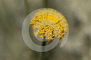 Yellow round shaped wildflower garden, close-up.