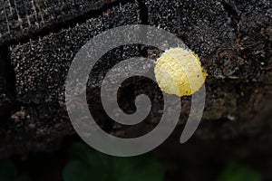 Yellow, round, spore close-up.