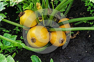 Yellow round zucchini in garden