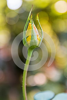 Yellow rouse. Close-up