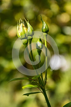 Yellow rouse. Close-up