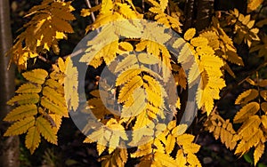 Yellow rowan leafs in autumn in sunlights