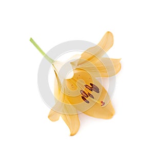 Yellow royal trinity lily lilium isolated