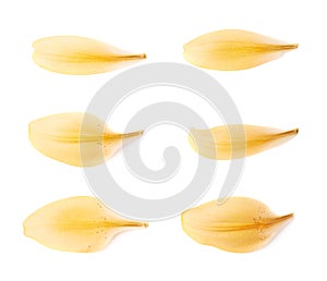 Yellow royal trinity lily petal leaves isolated