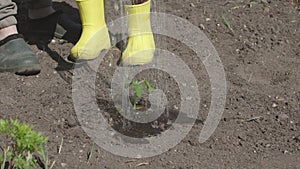 Yellow rubber boots on gardener watering plants watering can to water plants. Gardener in garden planting and watering