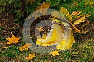 Yellow rubber boots on the grass with bouquete of yellow maple leaves inside