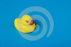 Yellow rubber duck on blue background