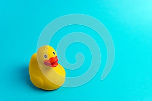 Yellow rubber duck on blue background. Summer minimal concept