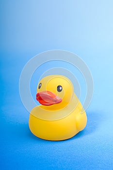 Yellow rubber duck on blue background water