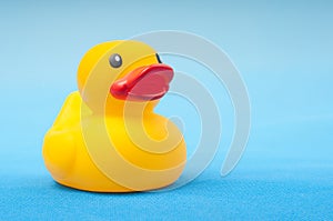 Yellow rubber duck on blue background water