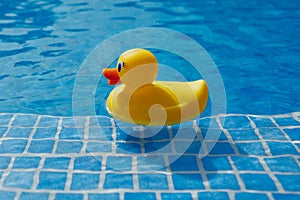 Yellow rubber duck in blue swimming pool