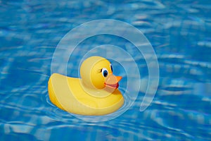 Yellow rubber duck in blue swimming pool