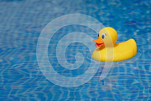 Yellow rubber duck in blue swimming pool