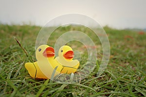 Yellow rubber duck on greengrass background.