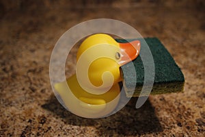 Yellow rubber duck isolated holding a sponge