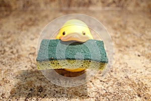 Yellow rubber duck isolated holding a sponge