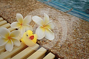 Yellow rubber duck with pluemeria flowers at swimming pool.