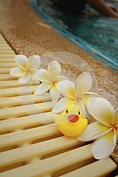 Yellow rubber duck with pluemeria flowers at swimming pool.