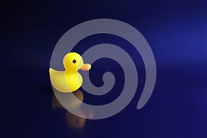 Yellow rubber duck swims on a blue background