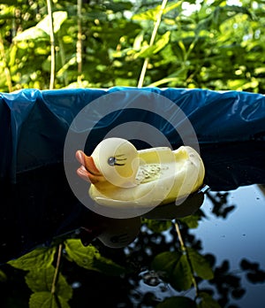 Yellow rubber duck-a toy floating in the water.