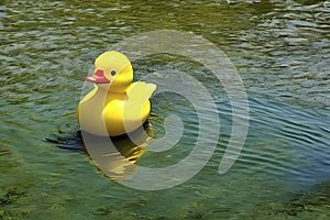 Yellow rubber duckie floating on water