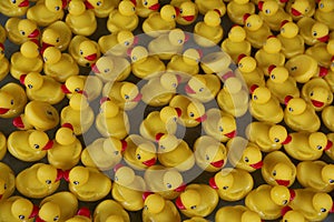 Yellow Rubber Duckies