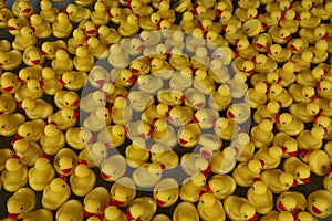 Yellow Rubber Duckies