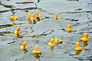 Yellow rubber ducks in race