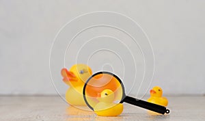 Yellow rubber ducks on a white background, children's toy