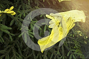 Yellow rubber gloves on spruce after disinfection