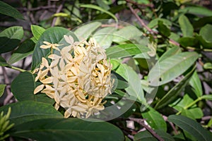 Yellow rubiaceae Flowers