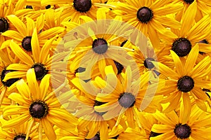 Yellow rudbeckia or Black Eyed Susan flowers background