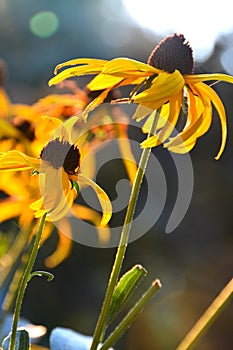 yellow rudbeckia or Black Eyed Susan flowers in the garden