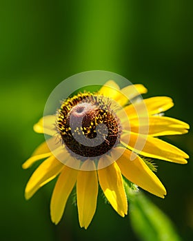 Yellow rudbeckia or black eyed susan wildflower