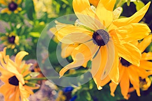 Yellow Rudbeckia with brown centers. Also called Coneflowers, Black-eyed-Susans, Leuchtender Sonnenhut