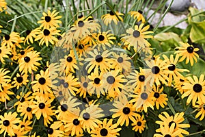 Yellow rudbeckia flowers