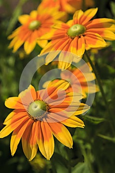 Yellow Rudbeckia Flowers Blooming in the Summer