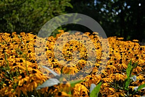 Yellow rudbeckia fulgida goldsturm flowers in a field