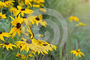 Yellow rudbeckia summer flowers in garden