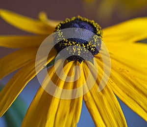 Yellow Rudbekie and black middle